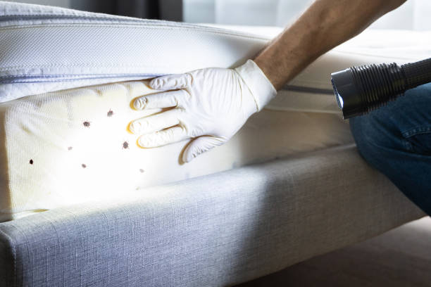 Professional Pest Control in Byron, MN
