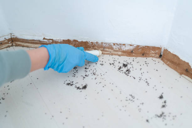 Best Pest Prevention Services  in Byron, MN